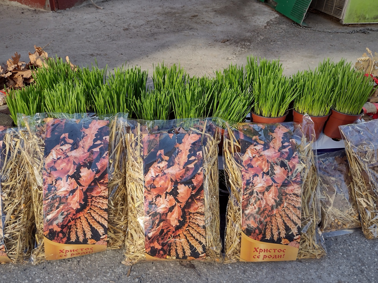 Na Božić polažajnik u školu ne ide: Etnolozi, pisci i vernici za Danas govore o prazničnim običajima nekad i sad 3 Na Božić polažajnik u školu ne ide: Etnolozi, pisci i vernici za Danas govore o prazničnim običajima nekad i sad 7