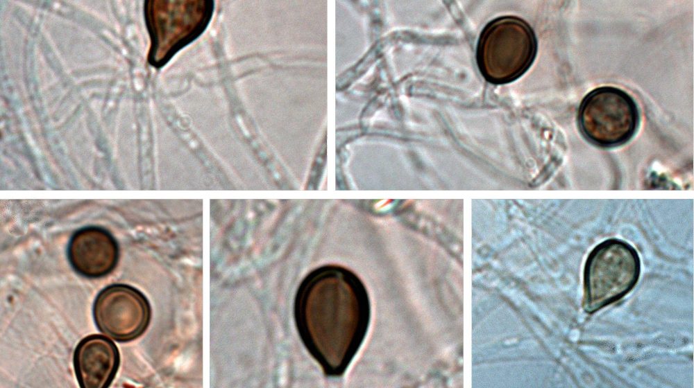 'Betmenova gamsia': Nova vrsta gljive nazvana po superheroju 7