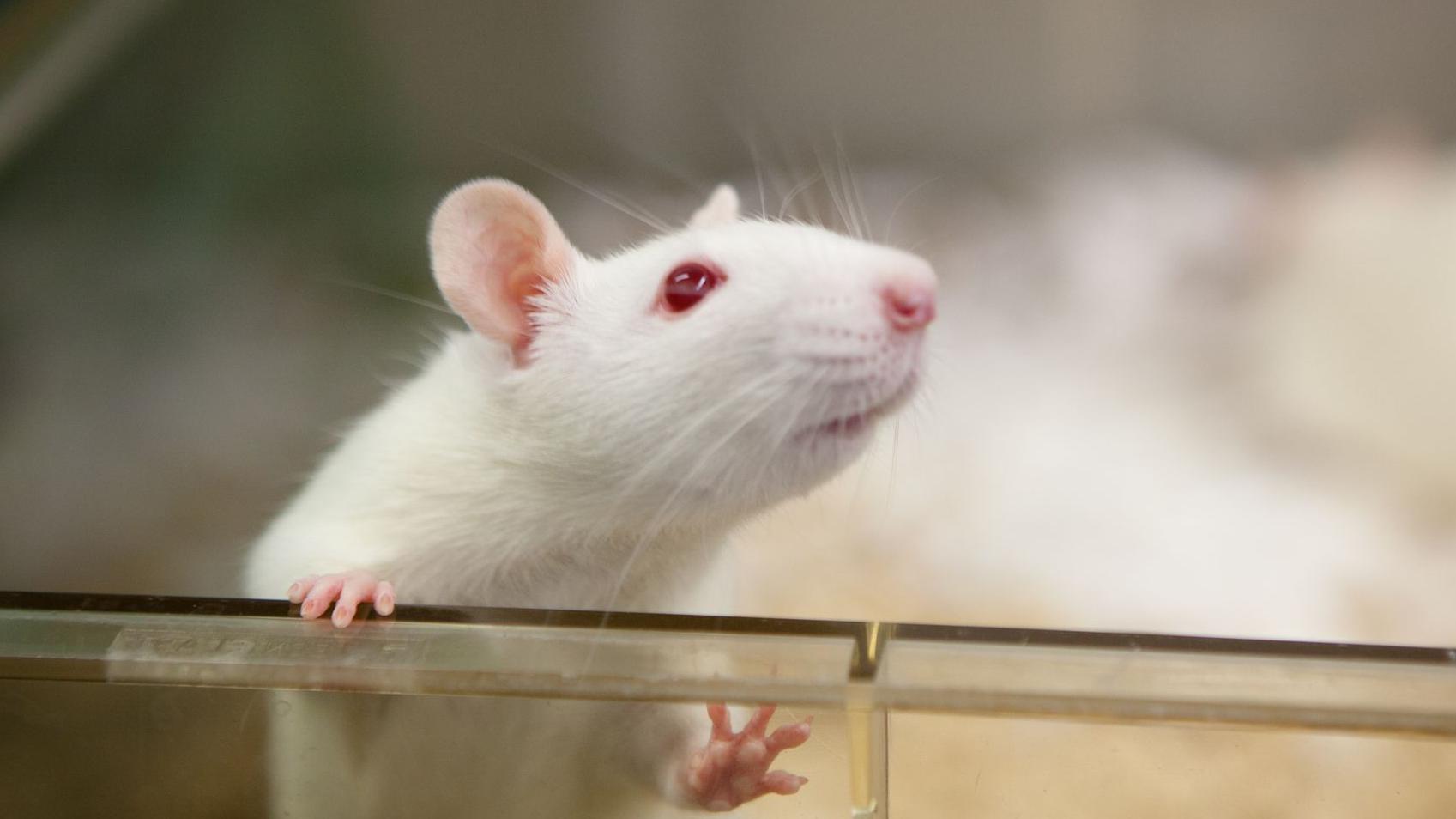 Beli pacov u laboratorijskoj kutiji za ispitivanje