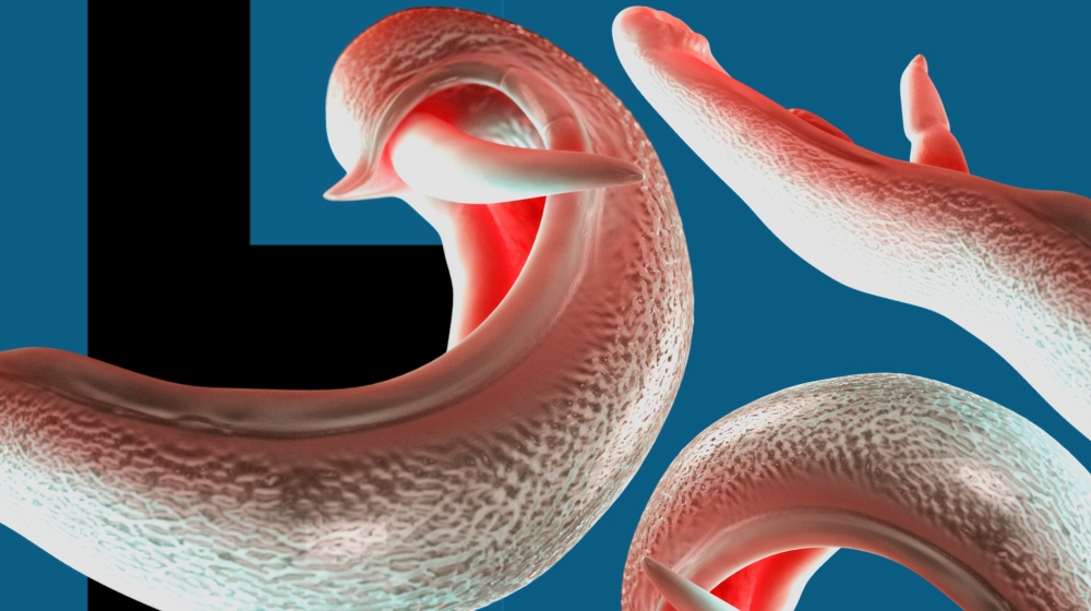 Genitalni paraziti bi 'mogli da se rašire svetom' 8