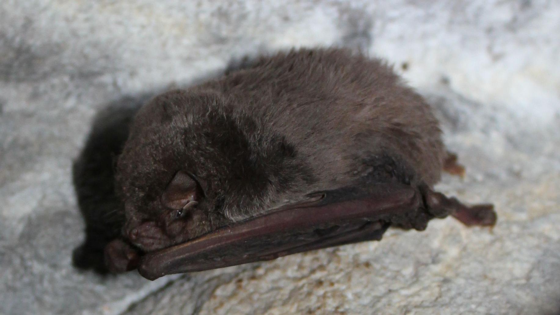 Slepi miš na zidovima pećine