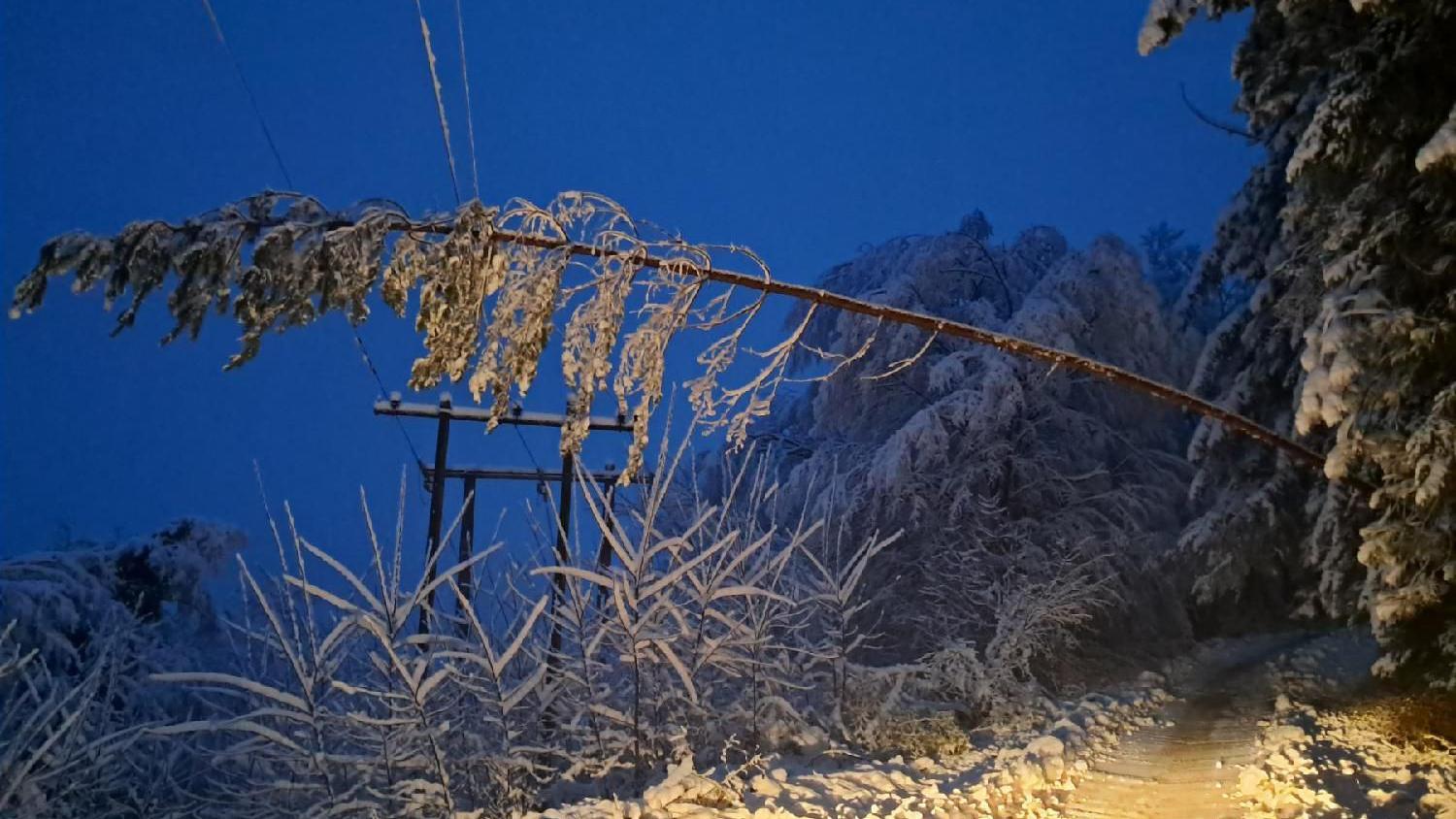 Drvo palo na električne kablove