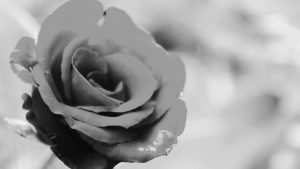 Komemoracija novinarki Dragoslavi Peskarević: UNS se oprašta od koleginice 9