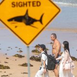 Četiri napada ajkula na ljude u Australiji za 48 sati 2