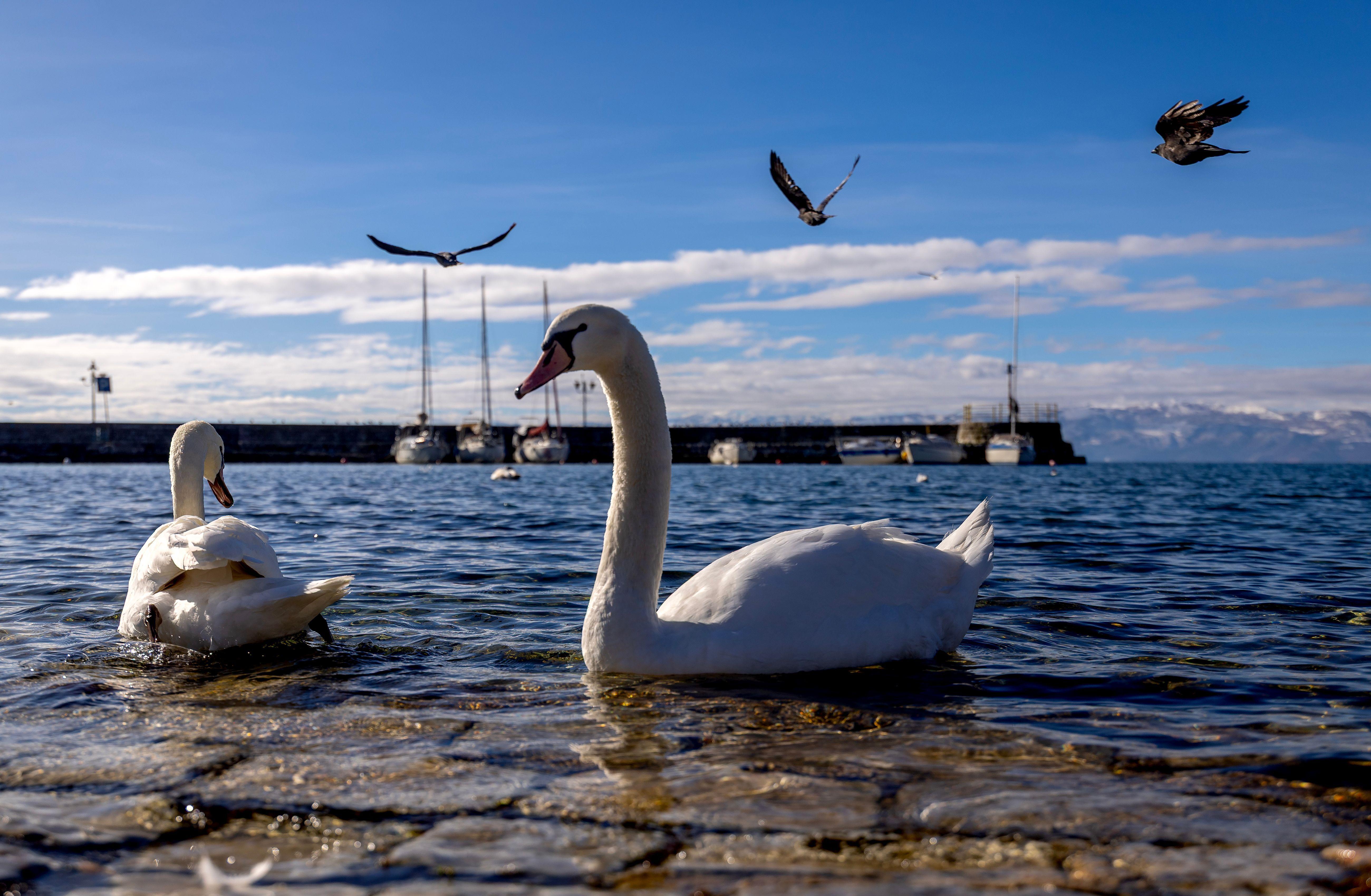 ohrid, ohridsko jezero, labud na obali ohridskog jezera