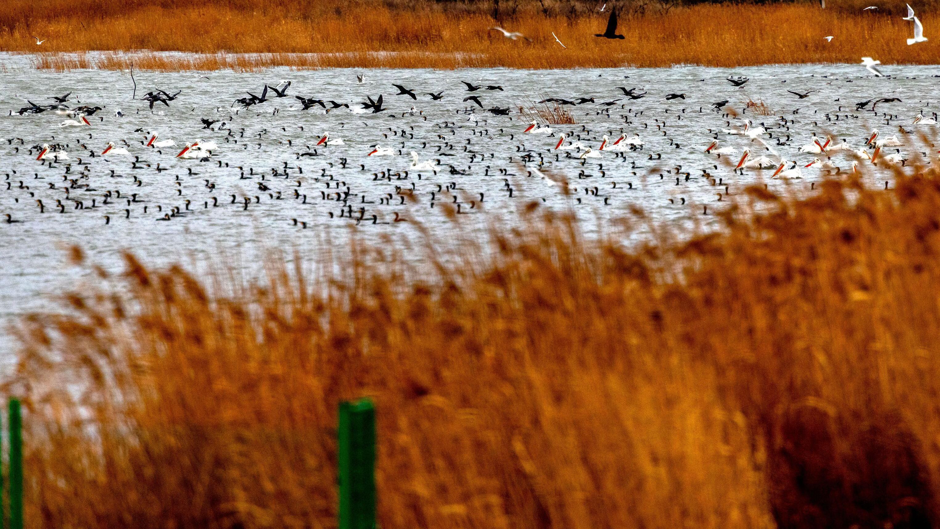 Dojran pun života: Kiša podigla jezero, ptice preplavile obalu 1 ptice iznad jezera, dorjansko jezero