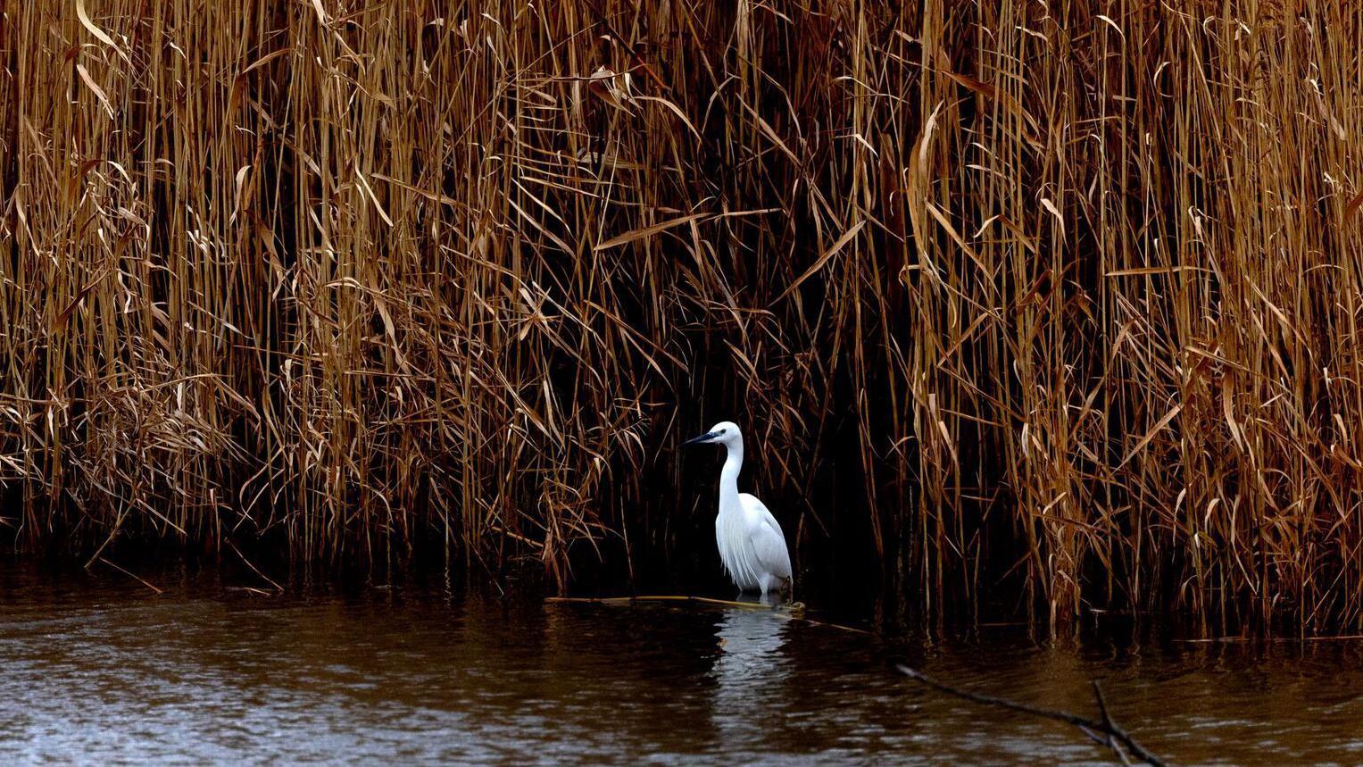 Dojran pun života: Kiša podigla jezero, ptice preplavile obalu 5 bela ptica u jezerskoj vodi, dorjansko jezero