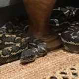 Noćna mora: Australijanka se probudila sa pitonom na grudima 6