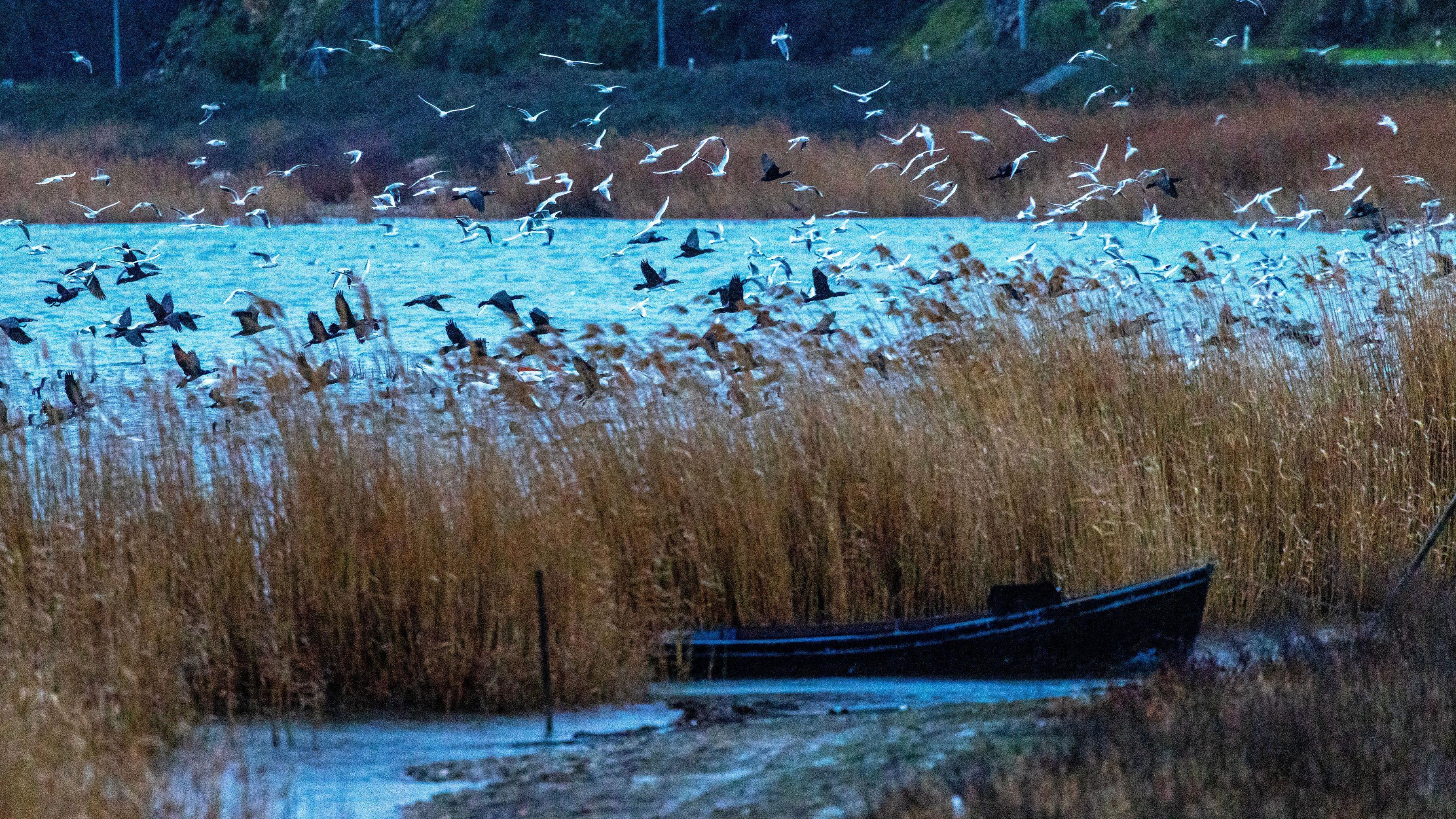 Dojran pun života: Kiša podigla jezero, ptice preplavile obalu 7 ptice iznad Dorjanskog jezera, čamac na obali