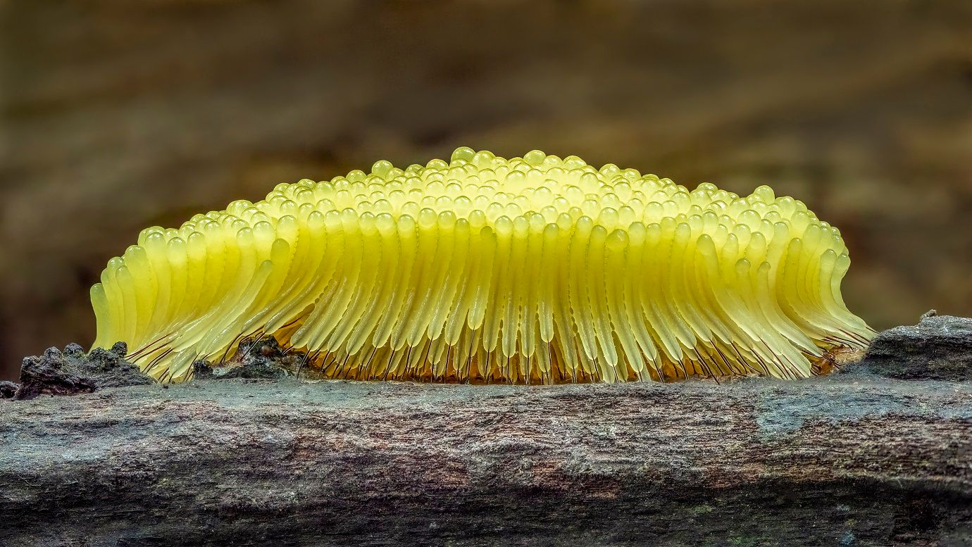 Desetine žutih sluzavih plesni grupisanih zajedno na drvetu