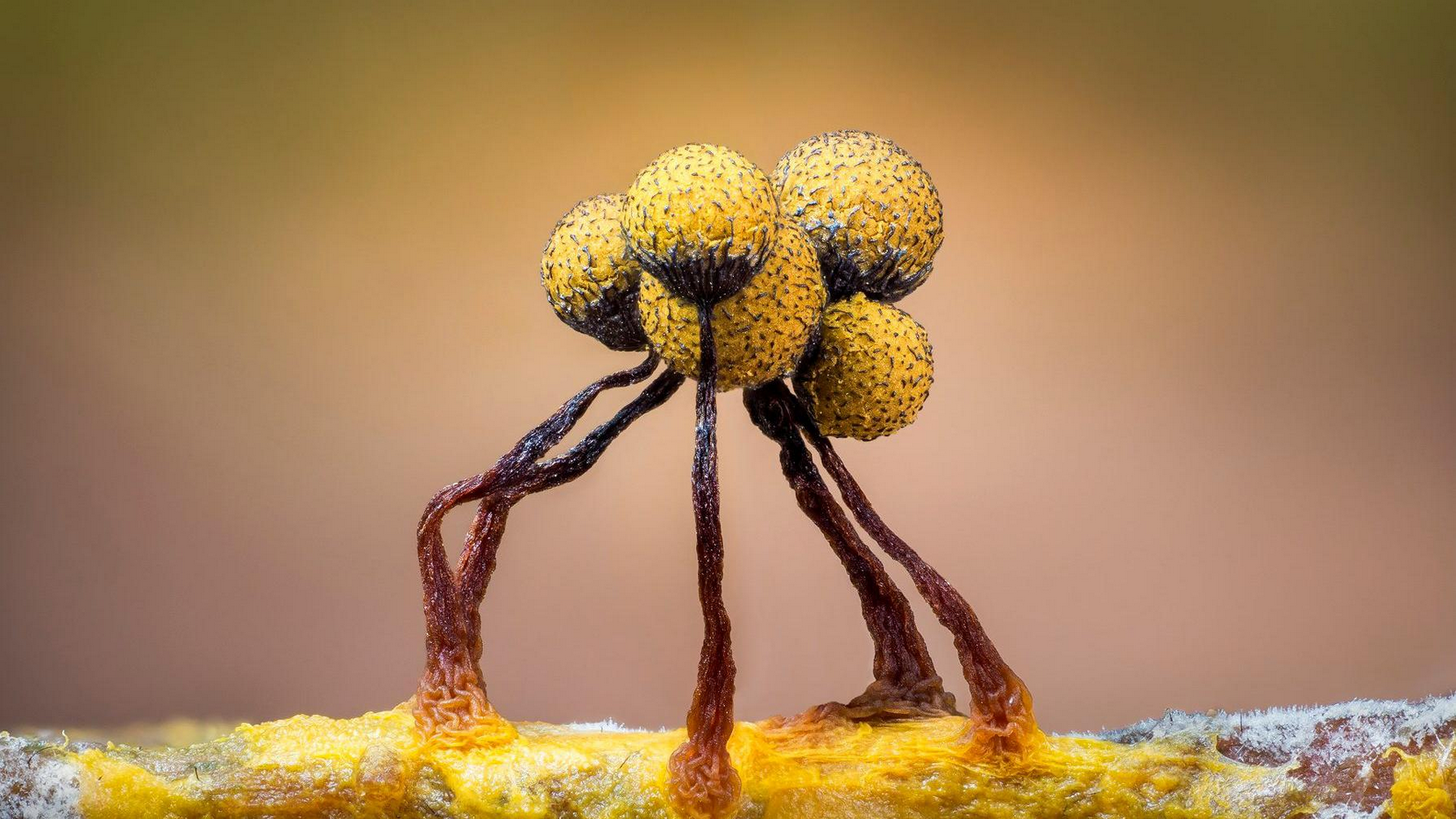 Fotografija sluzave plesni iz izuzetno krupnog plana. Izgleda kao pet žutih sfera na savijenim smeđim stabljikama.