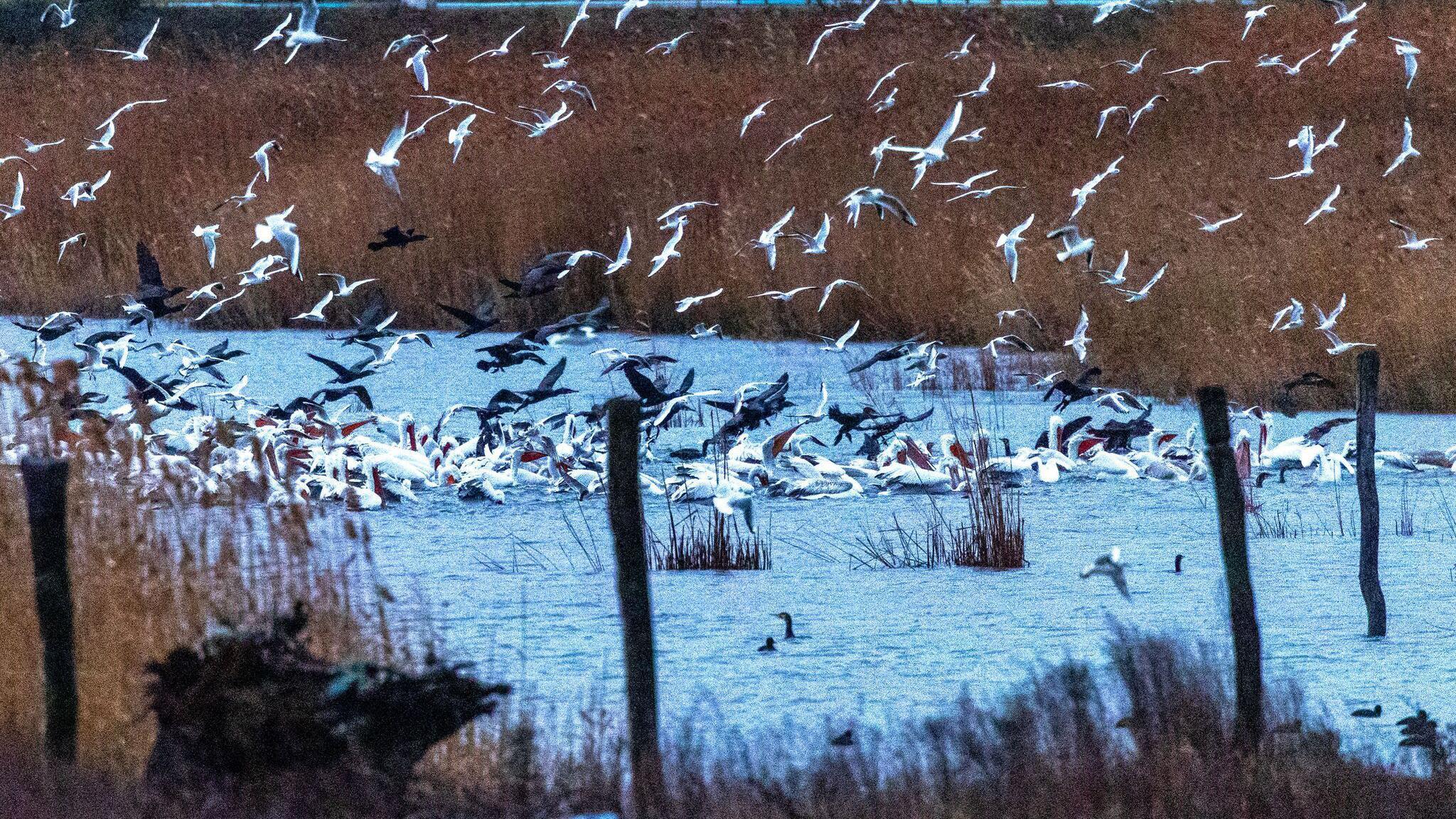 Dojran pun života: Kiša podigla jezero, ptice preplavile obalu 2 ptice u Dorjanskom jezeru