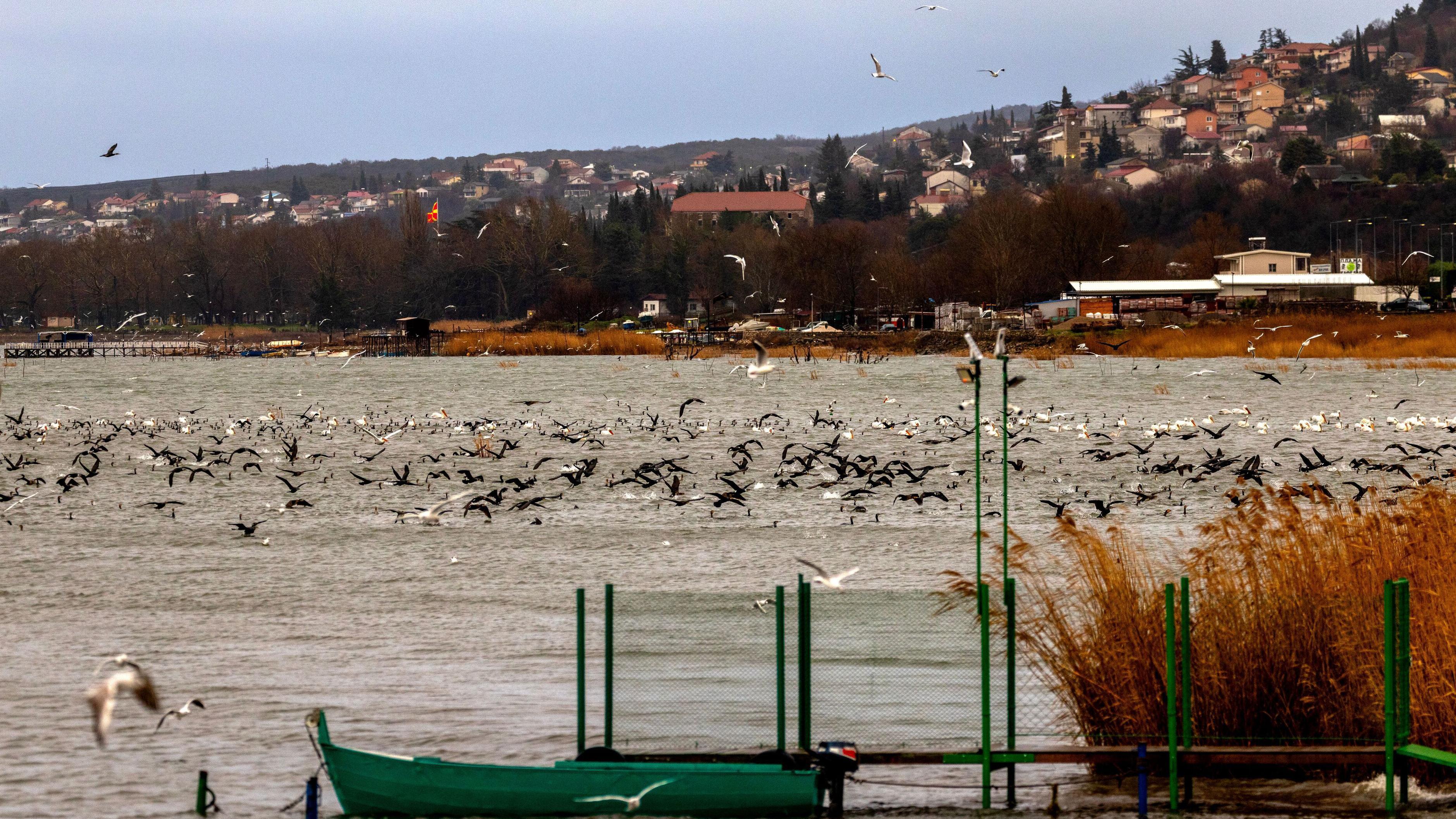 Dojran pun života: Kiša podigla jezero, ptice preplavile obalu 9 ptice iznad jezera