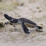 Sedam uspeha u borbi za očuvanje prirode za koje možda niste čuli u 2025. 6