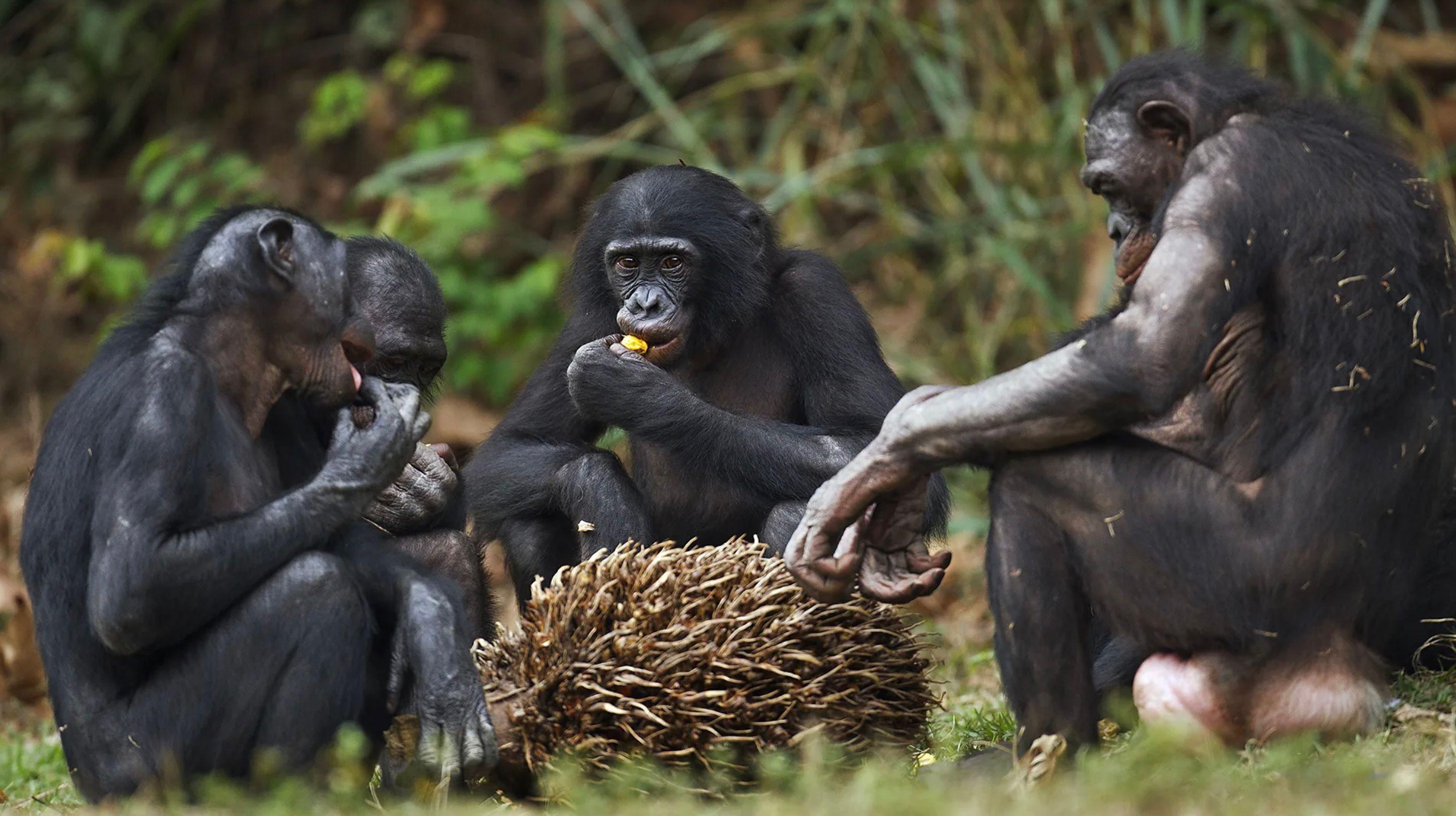 Zašto ljudi uživaju u zajedničkom obroku 2 Sem ljudi, samo par vrsta majmuna, poput bonoboa, okupljaju se da bi jeli zajedno