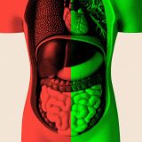 Mesecima sam istraživao utiče li zdravlje creva na starenje 3