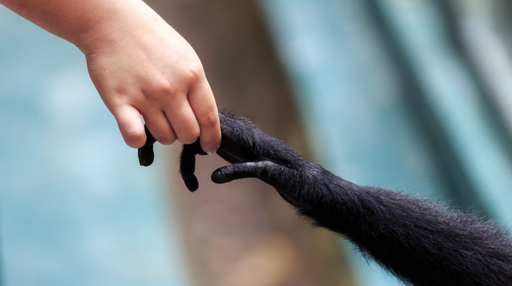 Zašto su ljudi izgubili krzno: Nešto drugo nam je evoluiralo 23