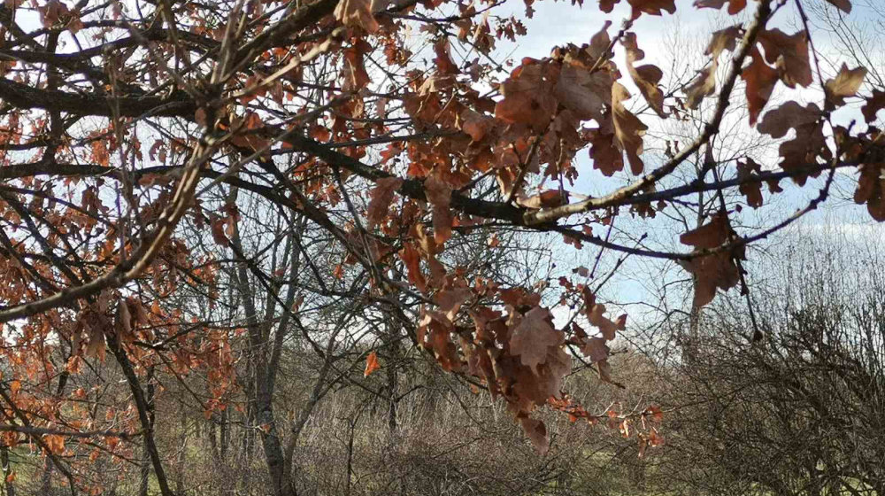 Apel Spomen-parka „Kragujevački oktobar” u Šumaricama sugrađanima da ne seku badnjake 4