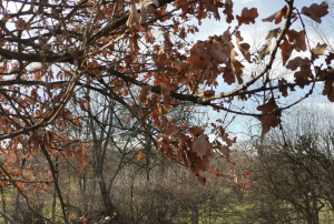 Apel Spomen-parka „Kragujevački oktobar” u Šumaricama sugrađanima da ne seku badnjake 4