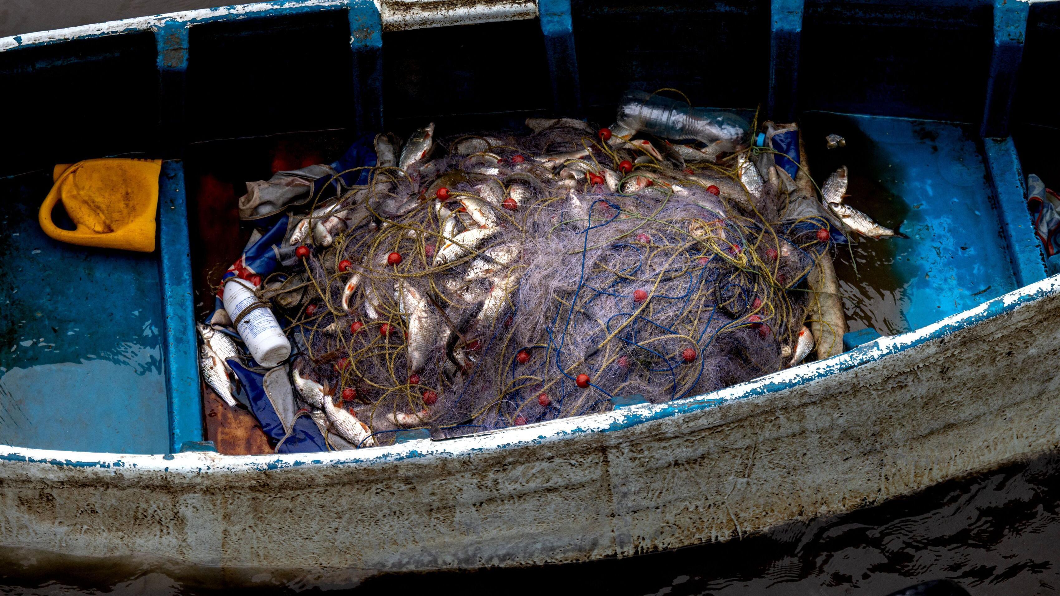 Dojran pun života: Kiša podigla jezero, ptice preplavile obalu 4 riba u čamcu
