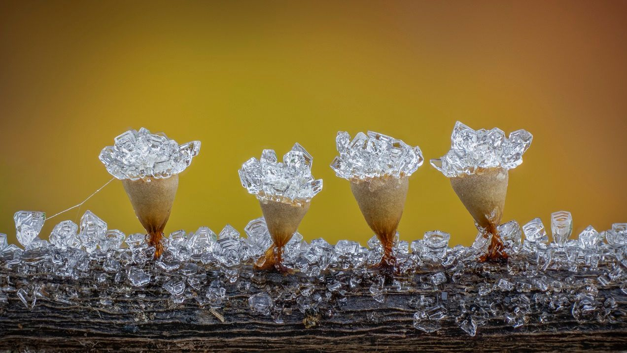 Školjke sluzi su pričvršćene za drvo i pune su sitnih kristala leda.