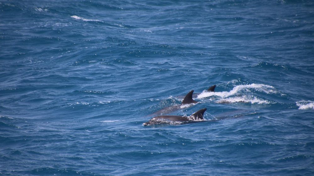 Šta donosi Sporazum o otvorenom moru koji je stupio na snagu? 8