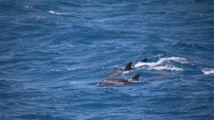 Šta donosi Sporazum o otvorenom moru koji je stupio na snagu? 1