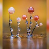 Ona je svuda, ali je nevidljiva: Upoznajte mikroskopski čudnovati svet sluzave plesni 6