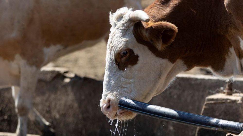 Treba li manje hraniti krave kako ne bi bilo viška mleka u Srbiji 9