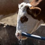 Treba li manje hraniti krave kako ne bi bilo viška mleka u Srbiji 5