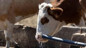 Treba li manje hraniti krave kako ne bi bilo viška mleka u Srbiji 14 Treba li manje hraniti krave kako ne bi bilo viška mleka u Srbiji 11