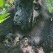 Retka pojava u afričkom nacionalnom parku: Gorila rodila blizance 10