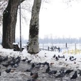 Zašto je snežni pokrivač postao retkost u Srbiji? 5