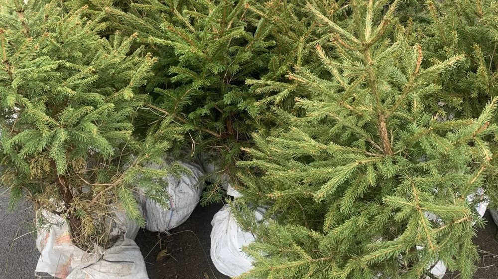 Zelenilo Beograd: Udomite novogodišnje jelke u rasadnike do 26. januara 8