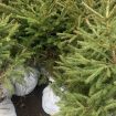 Zelenilo Beograd: Udomite novogodišnje jelke sa busenom u rasadnike do 26. januara 11