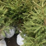 Zelenilo Beograd: Udomite novogodišnje jelke u rasadnike do 26. januara 5