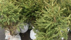 Više od 90 novogodišnjih jelki zasađeno na zelenoj površini u novobeogradskom Bloku 44 1