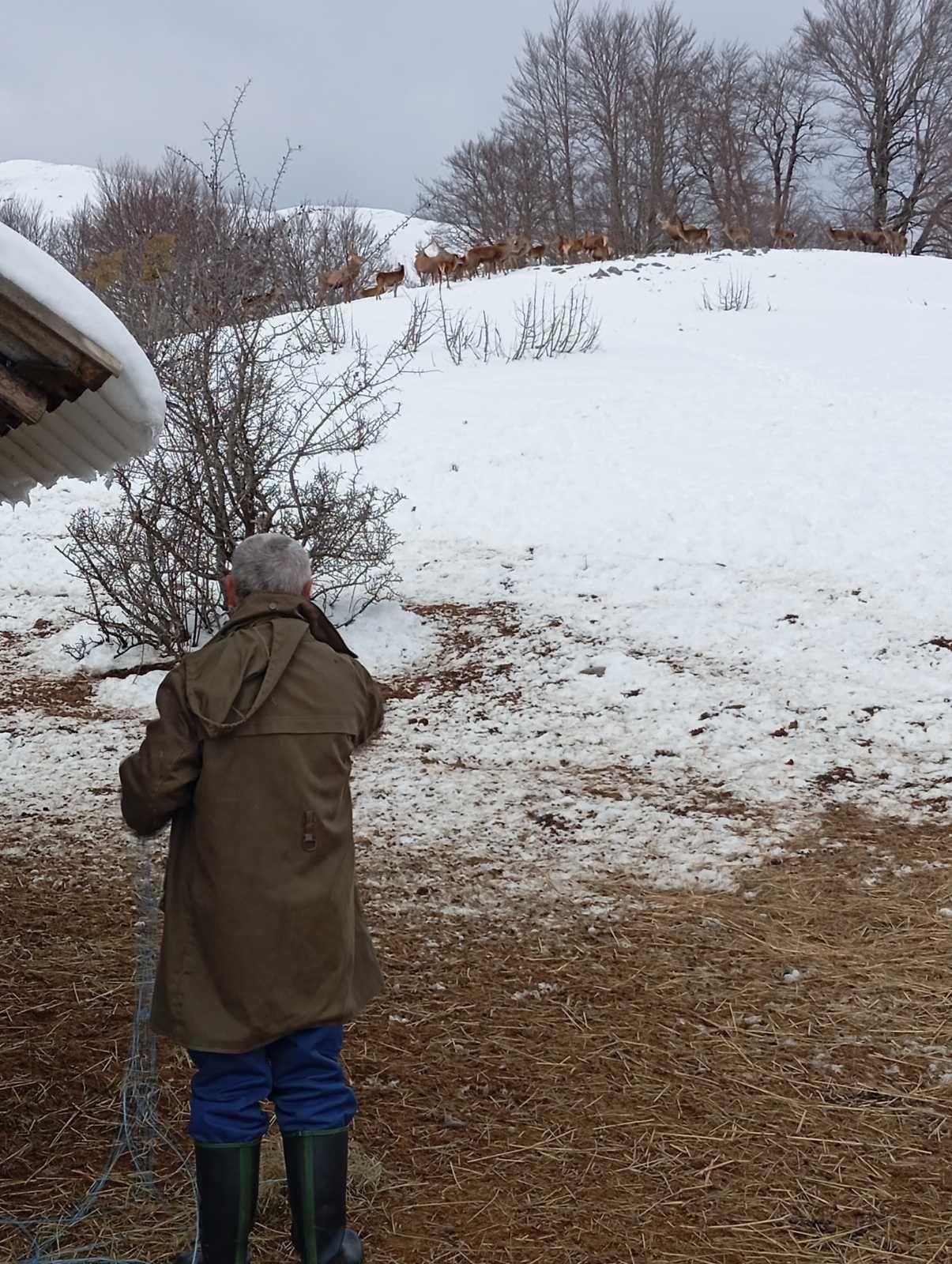 muškarac u zelenoj jakni okrenut leđima gleda u pravcu jelena, koji su na brdu između drveća 