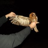 Šta i kako prilikom susreta sa divljim životinjama u urbanim sredinama: Studijski program PMF-a Kragujevac (FOTO) 7