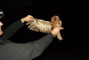 Šta i kako prilikom susreta sa divljim životinjama u urbanim sredinama: Studijski program PMF-a Kragujevac (FOTO) 1