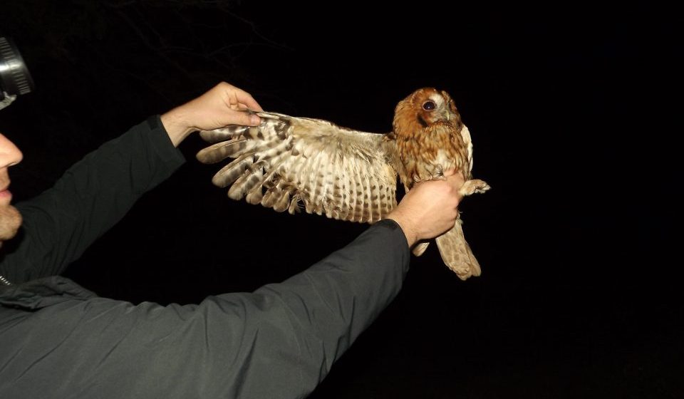 Šta i kako prilikom susreta sa divljim životinjama u urbanim sredinama: Studijski program PMF-a Kragujevac (FOTO) 7