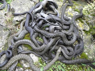 03 - Rukovalac divljim životinjama PMF Kragujevc Šta i kako prilikom susreta sa divljim životinjama u urbanim sredinama: Studijski program PMF-a Kragujevac (FOTO) 3