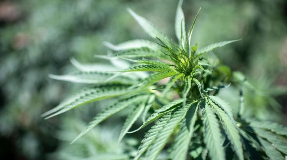 U Severnoj Makedoniji zaplenjeno rekordnih 30 tona marihuane 7