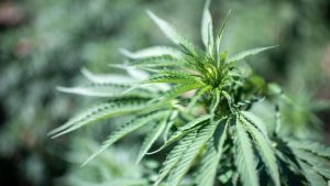 U Severnoj Makedoniji zaplenjeno rekordnih 30 tona marihuane 18 U Severnoj Makedoniji zaplenjeno rekordnih 30 tona marihuane 15