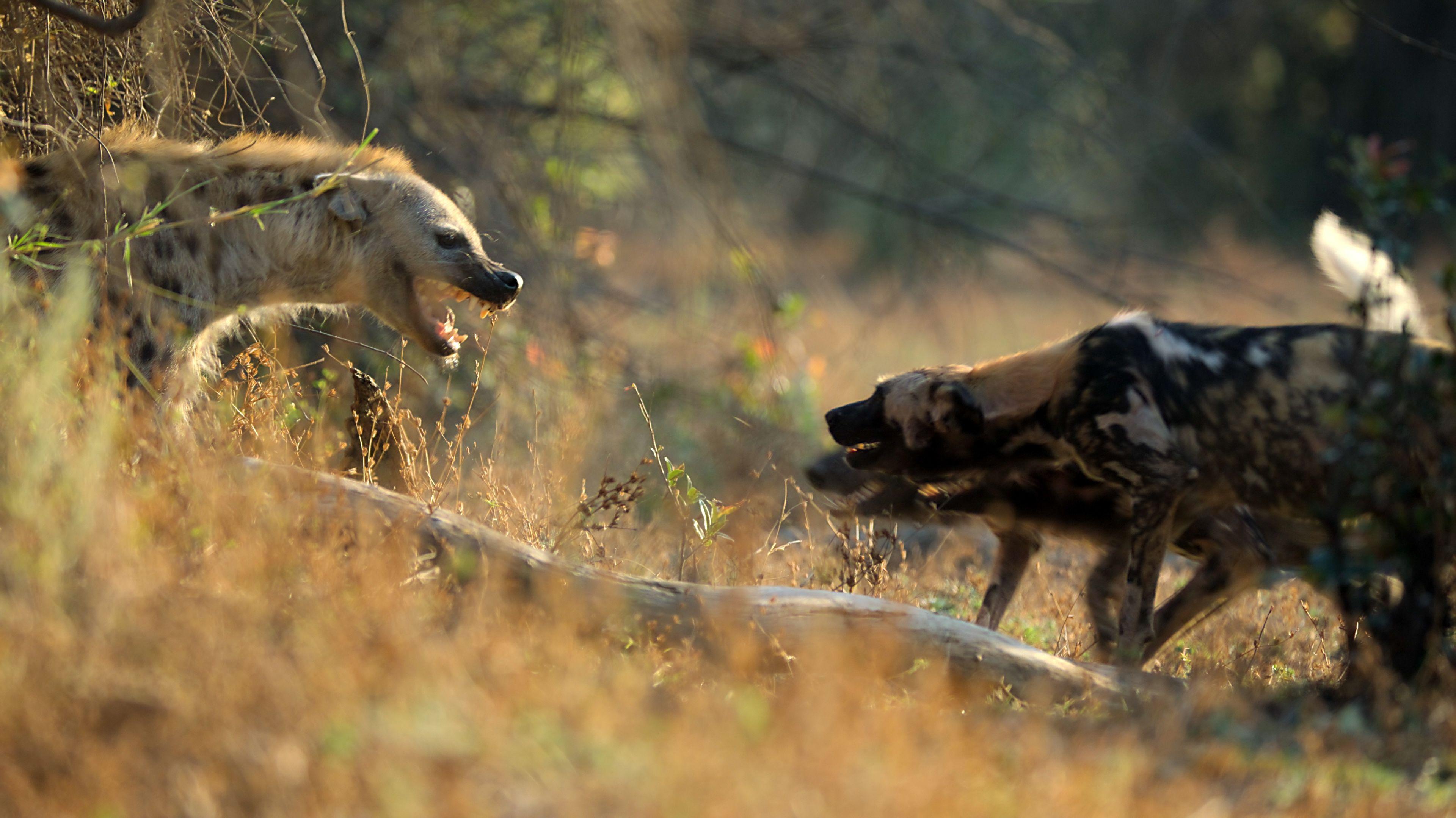 Sukob hijena i divljih pasa