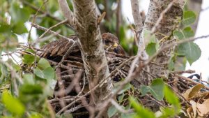 Avantura orla Feliksa: Krijumčari tražili otkup, sada se iz Libana vraća u Srbiju 10 Avantura orla Feliksa: Krijumčari tražili otkup, sada se iz Libana vraća u Srbiju 7