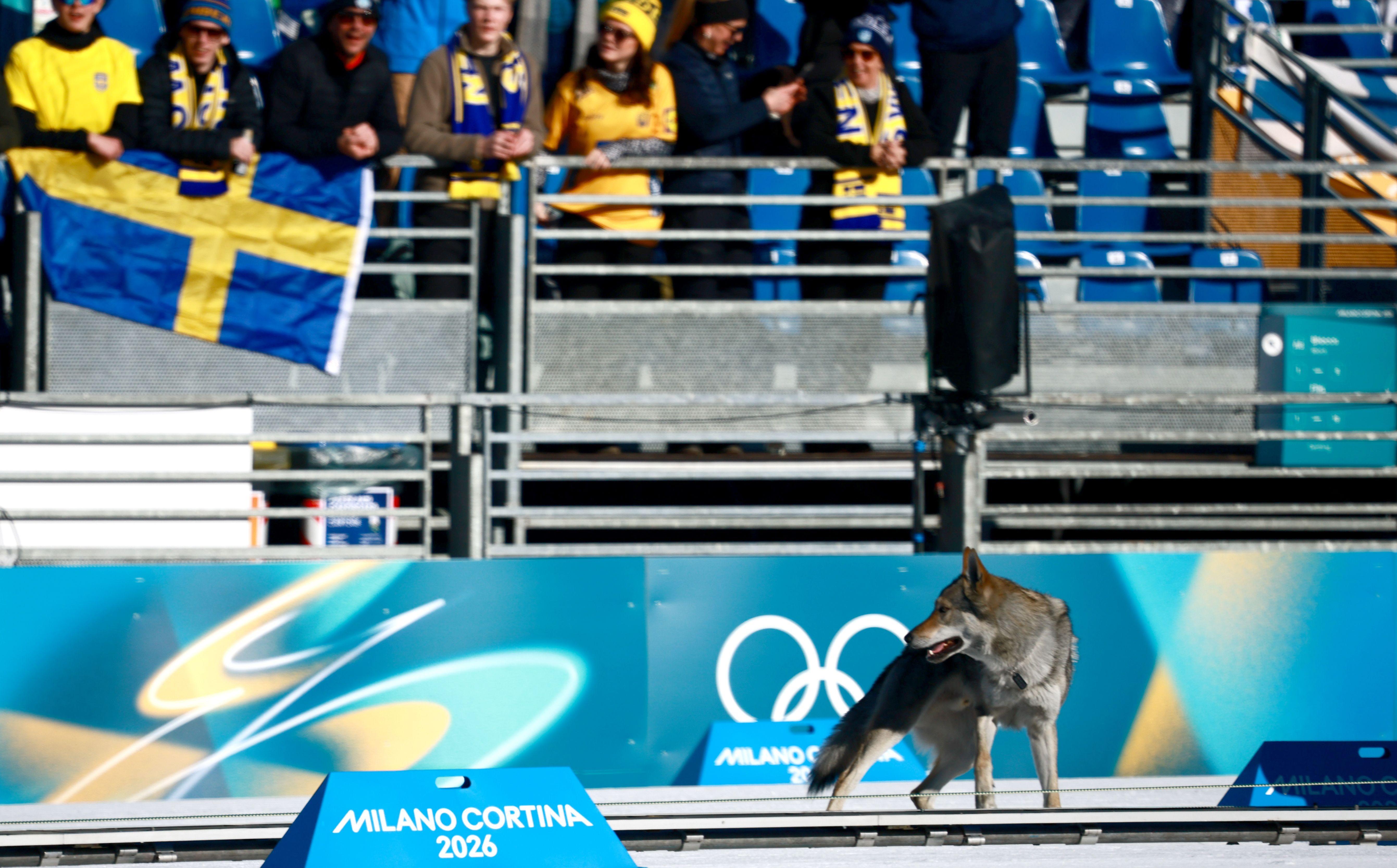 Neočekivana zvezda Olimpijskih igara: Pas Nazgul je oduševio sve 4 Pas na stazi tokom kvalifikacija u ženskom timskom sprintu u skijaškom trčanju na Zimskim olimpijskim igrama u Italiji 2026.