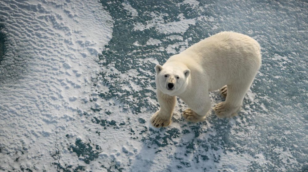 Beli medvedi na norveškom ostrvu deblji i zdraviji uprkos manjku leda 9