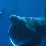 Druga po veličini vrsta ajkule snimljena kod ostrva Cres na Jadranu 4