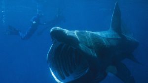 Druga po veličini vrsta ajkule snimljena kod ostrva Cres na Jadranu 3